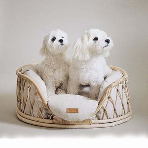 Pampered Paws: Pets Luxurious Furniture
