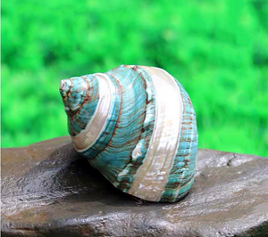 Natural decoration shell