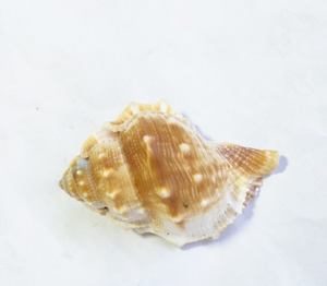 Natural decoration shell