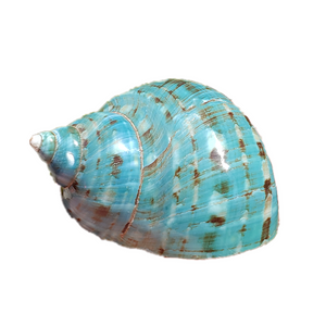 Conch shells decoration