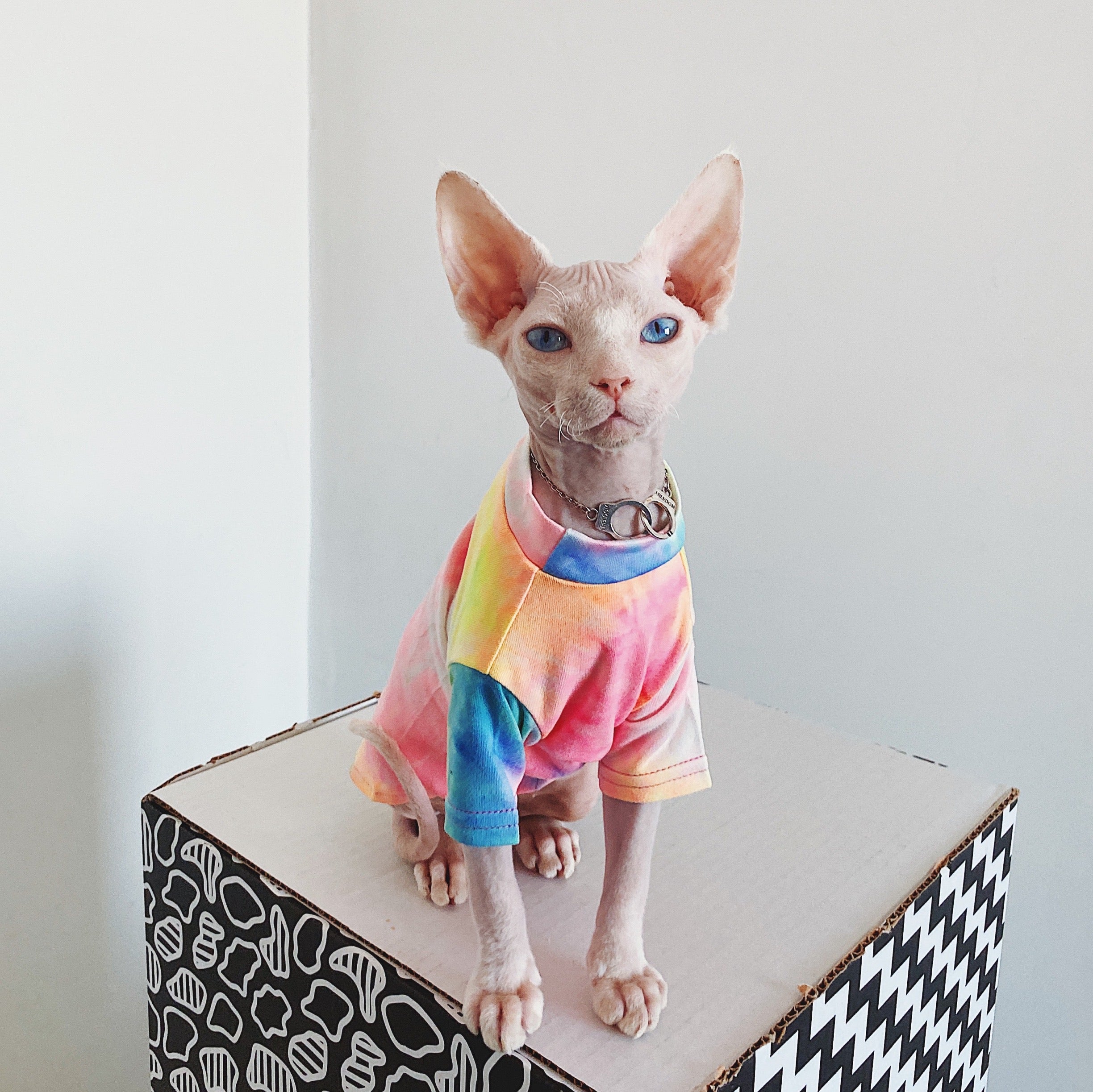 Sphynx Rainbow