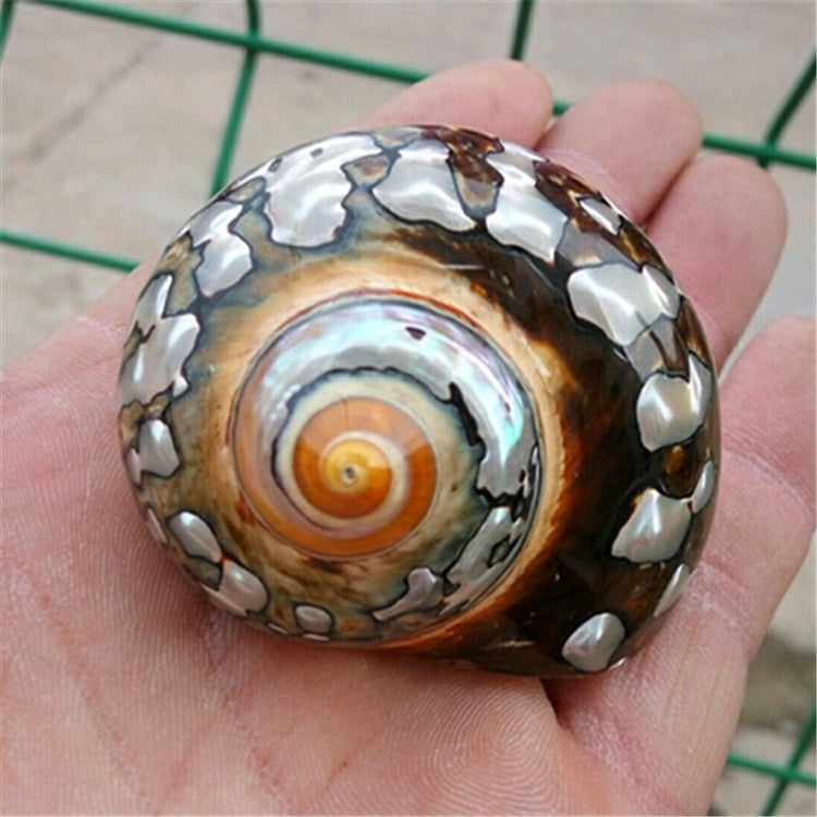 Oceanic Treasures - South African Turban Shells<br>