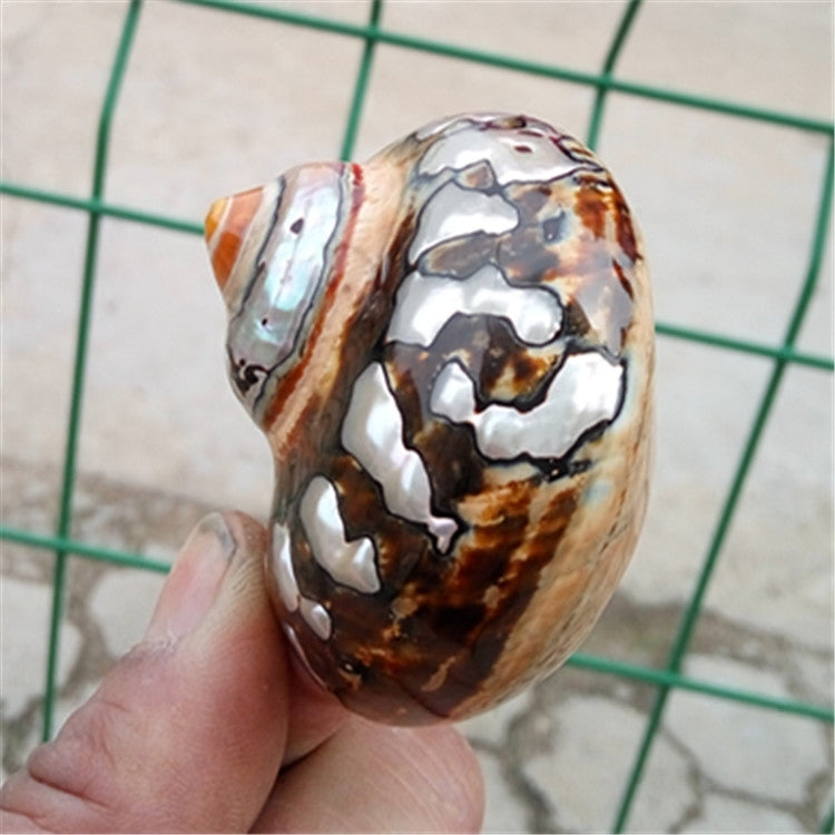 Oceanic Treasures - South African Turban Shells<br>