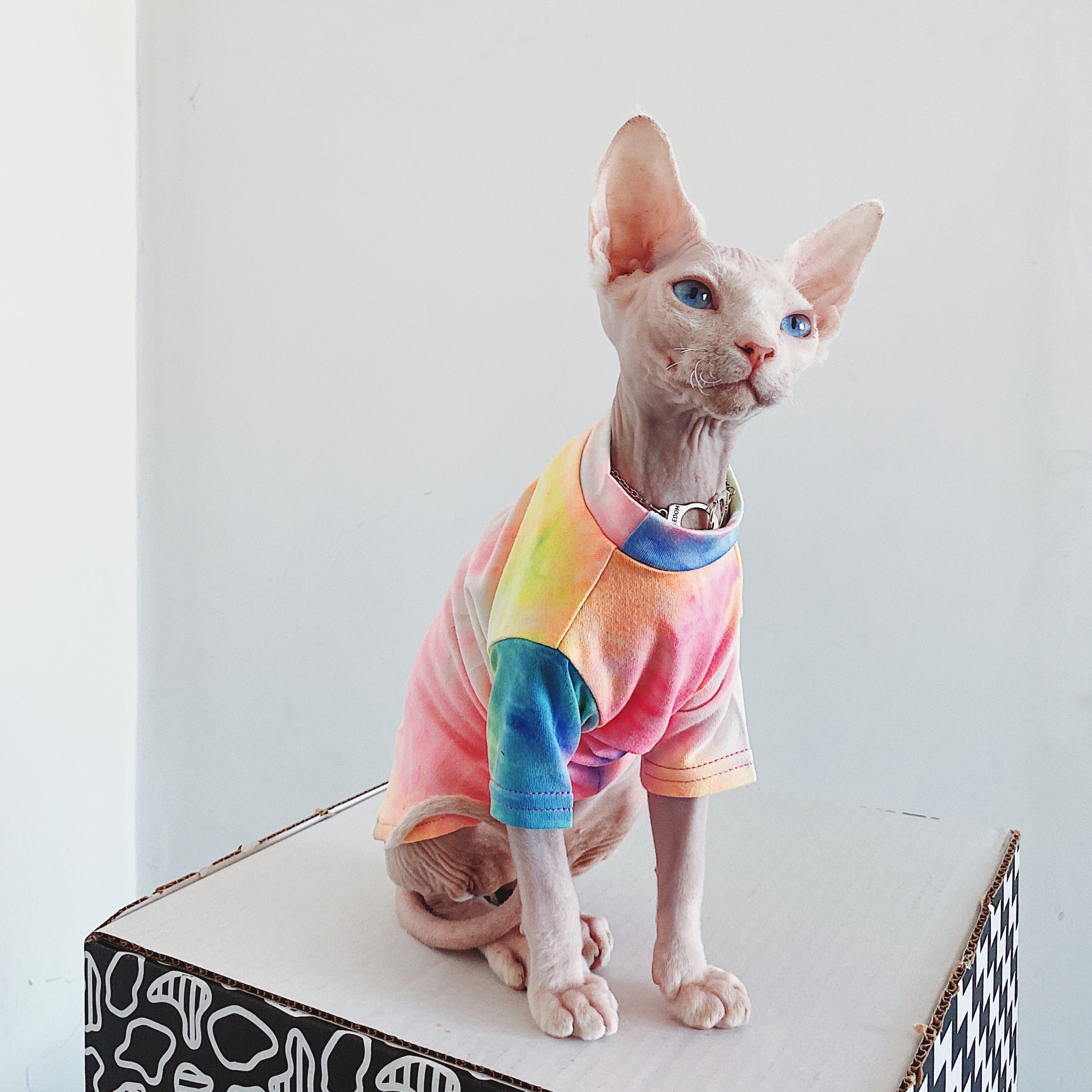 Sphynx Rainbow