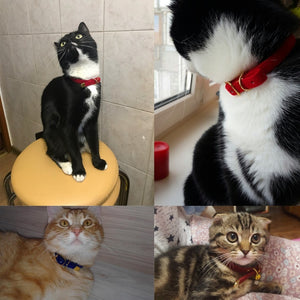 Collars For Cats