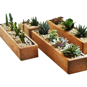 Box Succulent & Cactus pot